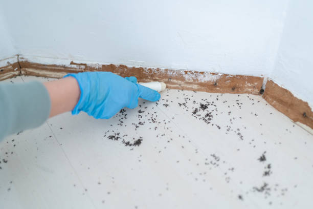 Best Insect Control  in Delavan, WI